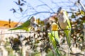 Parrot. Argentine parrot eating. A pair of Argentine parrots hanging and fluttering on the branches of a tree. Royalty Free Stock Photo