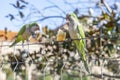 Parrot. Argentine parrot eating. A pair of Argentine parrots hanging and fluttering on the branches of a tree. Royalty Free Stock Photo