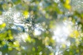 Parrot, art view on nature. Wild rare bird in the nature habitat, sitting on the branch in Costa Rica. Wildlife scene in tropic Royalty Free Stock Photo