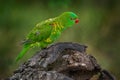 Parrot from Australia. scaly-breasted lorikeet, Trichoglossus chlorolepidotus, Australian lorikeet found in woodland in eastern Royalty Free Stock Photo