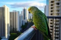 parrot on a balcony railing with highrises in background