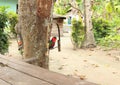 Parrot on Bamboo