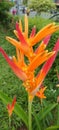 Parrot Beak FLOWER GROWS IN THE TROPICAL OUTDOOR DECORATIONS