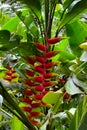 Parrot beak flower in vivid colors.