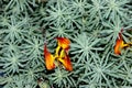 Parrot beak, Pelican beak, Lotus barthelotii