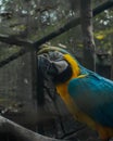 Parrot, beautiful bird, blue and yellow bird in the jungle Royalty Free Stock Photo