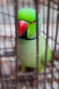 Parrot beautiful bird in a cage