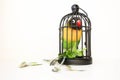 Parrot beautiful in a cage on a white background