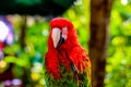 Parrot is a beautiful and intelligent bird. After long training, you can understand simple passwords and perform some simple actio