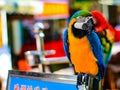 Parrot is a beautiful and intelligent bird. After long training, you can understand simple passwords and perform some simple actio