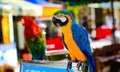 Parrot is a beautiful and intelligent bird. After long training, you can understand simple passwords and perform some simple actio