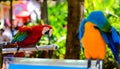 Parrot is a beautiful and intelligent bird. After long training, you can understand simple passwords and perform some simple actio