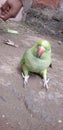 Parrot beauty good looking scen Royalty Free Stock Photo