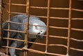 parrot behind bars staring to be free