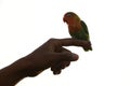 A lovebird with a beautiful color perches on someone`s finger