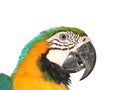 Parrot bird Royalty Free Stock Photo