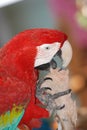 Parrot bird Royalty Free Stock Photo