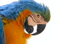 Parrot bird animal head Royalty Free Stock Photo