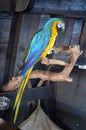 Parrot Bird Animal Macaw pirate pet free feather detail close up blue yellow Royalty Free Stock Photo