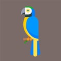 Parrot bird blue breed species animal nature tropical parakeets education colorful pet vector illustration Royalty Free Stock Photo