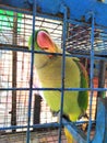 green parrot cage nice bird Royalty Free Stock Photo