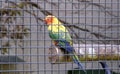 Parrot in Cage