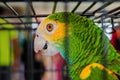 Parrot bird caged green orange feathers exotic pet close-up Trinidad and Tobago