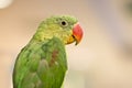 Parrot Bird. Royalty Free Stock Photo