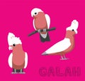 Parrot Bird Cute Galah Cartoon Vector Illustration