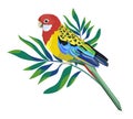 Parrot bird with exotic tropical leaves rint summer vector illustration