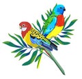 Parrot bird with exotic tropical leaves rint summer vector illustration Royalty Free Stock Photo