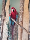 Parrot at Bird Kingdom in Niagara Falls