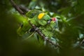 Parrot bird love kiss. two different species of birds. Red-lored Parrot, Amazona autumnalis, portrait of light green parrot with Royalty Free Stock Photo