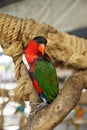 Parrot bird portrait Royalty Free Stock Photo