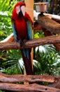 Parrot bird (psittacine) Royalty Free Stock Photo