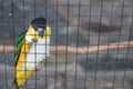 Parrot bird sitting on the net Royalty Free Stock Photo