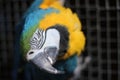Parrot bird sitting on the net Royalty Free Stock Photo