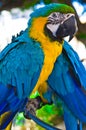Parrot bird sitting on the perch Royalty Free Stock Photo