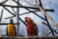 Parrot bird sitting on the perch Royalty Free Stock Photo