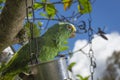 Parrot bird sitting on the perch Royalty Free Stock Photo