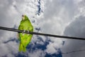 Parrot bird sitting on the perch Royalty Free Stock Photo