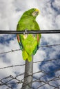 Parrot bird sitting on the perch Royalty Free Stock Photo