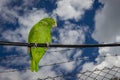 Parrot bird sitting on the perch Royalty Free Stock Photo