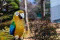 Parrot bird statue ornament decoration at amusement park. Animal bird wooden sculpture. Royalty Free Stock Photo
