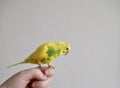 the parrot bird is a yellow pet sitting on the arm Royalty Free Stock Photo