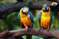 Parrot birds