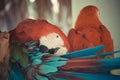 Parrot birds Royalty Free Stock Photo