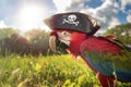 parrot biting the edge of a tricorn pirate hat in a sunny field