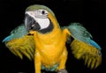 Parrot with a black background