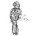 Parrot. Black white hand drawn doodle birds. Royalty Free Stock Photo